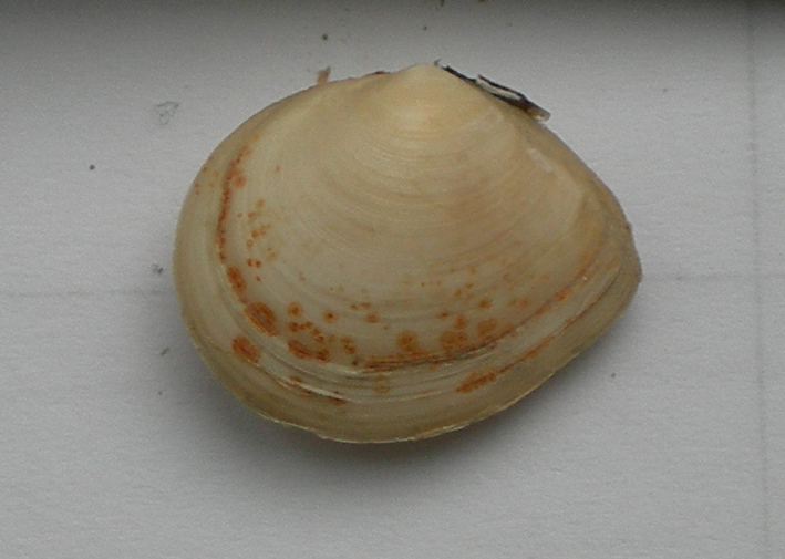 Macoma balthica